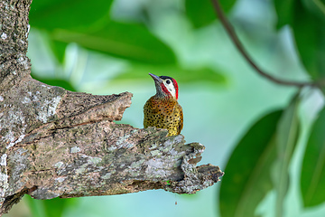 Image showing Spot-breasted woodpecker or flicker (Colaptes punctigula), Antioquia. Wildlife and birdwatching in Colombia.