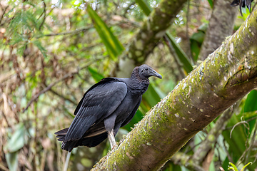 Image showing Black vulture (Coragyps atratus), Guatavita Cundinamarca department. Wildlife and birdwatching in Colombia.