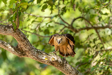 Image showing Yellow-headed caracara (Milvago chimachima), Cesar department, Wildlife and birdwatching in Colombia