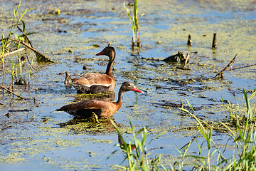 Image showing Black-bellied whistling duck (Dendrocygna autumnalis), Magdalena department. Wildlife and birdwatching in Colombia.