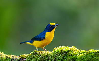 Image showing Thick-billed euphonia (Euphonia laniirostris). Rio Negro, Antioquia Columbia