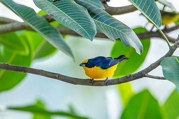 Image showing Thick-billed euphonia (Euphonia laniirostris). Rio Negro, Antioquia Columbia