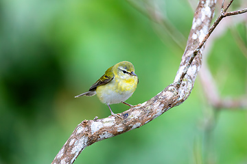 Image showing Tennessee warbler (Leiothlypis peregrina), Minca, Sierra Nevada de Santa Marta. Wildlife and birdwatching in Colombia.