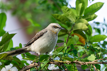 Image showing Tropical mockingbird (Mimus gilvus). Barichara, Santander department. Wildlife and birdwatching in Colombia
