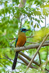 Image showing Andean motmot or highland motmot (Momotus momota). Barichara, Santander department. Wildlife and birdwatching in Colombia