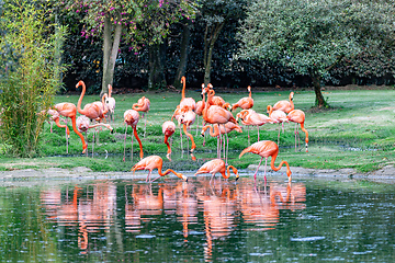 Image showing American flamingo (Phoenicopterus ruber), large species of flamingo. Bioparque Wakata. Wildlife and birdwatching in Colombia