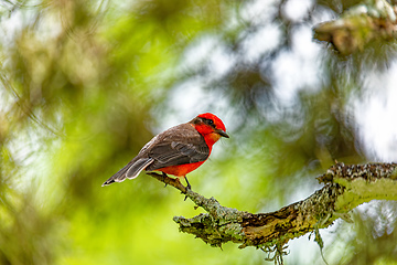 Image showing Vermilion flycatcher (Pyrocephalus obscurus) male. Barichara, Santander department. Wildlife and birdwatching in Colombia