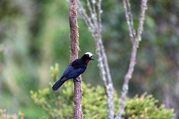 Image showing White-capped tanager (Sericossypha albocristata), Santuario del Oso de Anteojos. Wildlife and birdwatching in Colombia