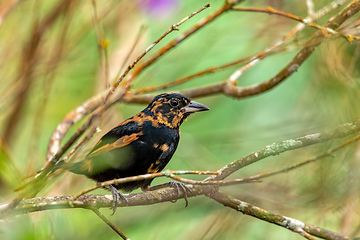 Image showing White-lined tanager (Tachyphonus rufus) juvenile, Minca, Sierra Nevada de Santa Marta. Wildlife and birdwatching in Colombia.