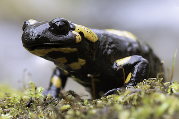 Image showing colorful salamander in natural habitat