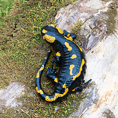 Image showing full lenght salamander in natural habitat