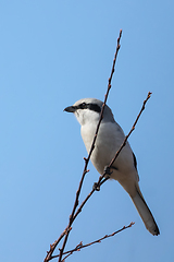 Image showing great grey shrike on a twig