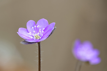 Image showing Hepatica nobilis in natural habitat (Anemone hepatica)