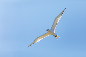 Image showing Royal tern (Thalasseus maximus), Santuario de Fauna y Flora Los Flamencos. Caribbean Region. Wildlife and birdwatching in Colombia