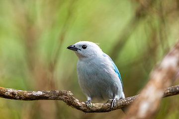 Image showing Blue-gray tanager (Thraupis episcopus). Minca, Sierra Nevada. Magdalena department. Wildlife and birdwatching in Colombia.