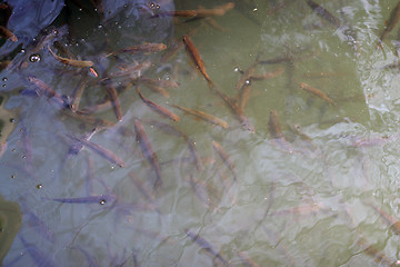 Image showing Tons of Fish