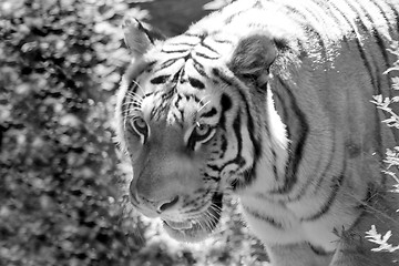 Image showing Tiger