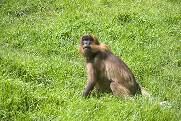 Image showing Baboon Monkey