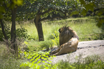 Image showing Male Lion