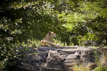 Image showing Female Lion