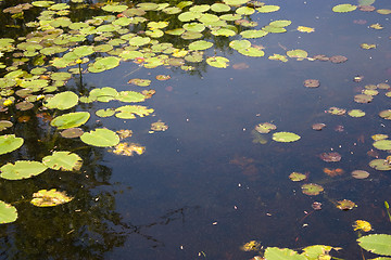 Image showing Lily Pads