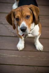 Image showing Cute Beagle Pup