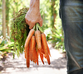 Image showing Person, hand and carrots or garden vegetables or agriculture nutrition as harvest, growth or production. Fingers, beetroot and healthy with plants for environment or fresh food, eco or small business