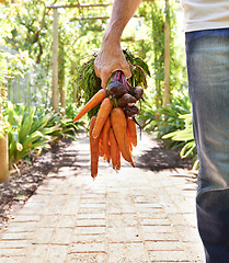 Image showing Person, hand and carrots or farming vegetables for agriculture nutrition as harvest, growth or production. Fingers, beetroot and healthy with plants for gardening or fresh food, eco or small business