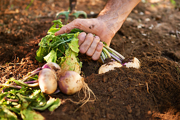 Image showing Hand, radish and soil or gardening vegetables as small business production, agriculture or sustainability. Person, pull and healthy diet in ground or nutrition harvest, farming or organic environment