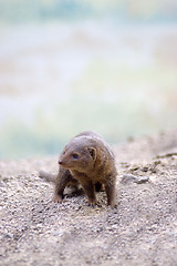 Image showing Cute Mongoose