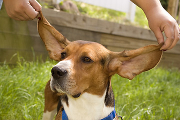 Image showing Big Ear Beagle