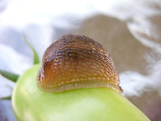 Image showing Huge Slug