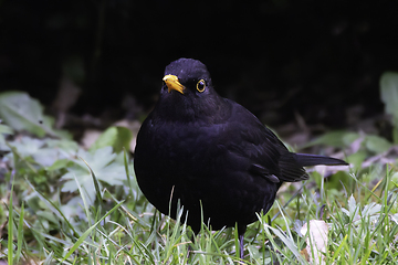 Image showing blackbird foraging for food in the park lawn