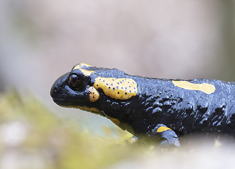 Image showing closeup of colorful fire salamandra