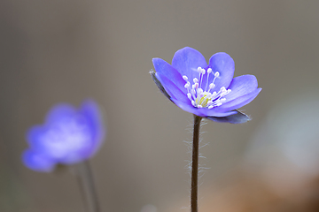 Image showing detail of Hepatica nobilis flower