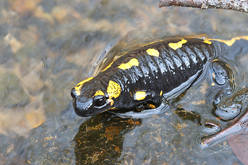 Image showing fire salamander in mating season