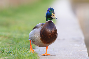 Image showing funny mallard drake walking towards the camera