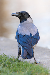 Image showing hooded crow in an urban park