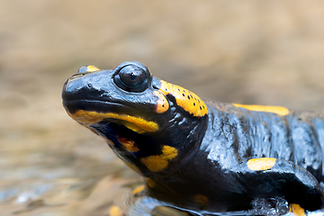 Image showing macro portrait of fire salamander