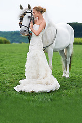 Image showing Bride, horse and field with wedding, event and animal for marriage, celebration and happiness. Woman, uk countryside and meadow with spring, sky and nature for smile, love with beauty and grass