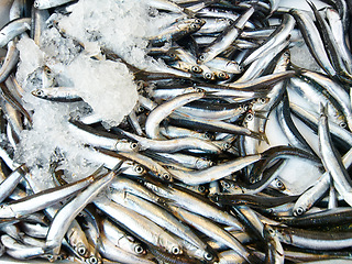 Image showing Market, small business or ice with fish in seafood store for health benefits, omega 3 or minerals. Fishing industry, restaurant or frozen sardines at supermarket for groceries, protein or vitamins