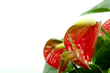 Image showing Cala Lily 