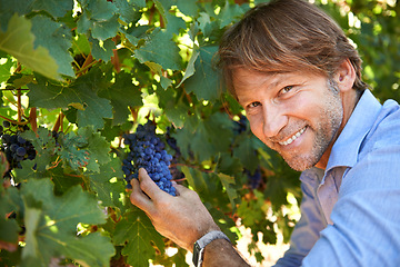 Image showing Winemaker, man and portrait with grapes in vineyard for harvest season, growth and agriculture on farm. Wine making, entrepreneur and face for viticulture, produce and production of fruit in nature