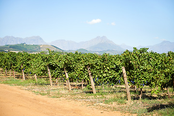 Image showing Vineyard, farm and nature in outdoor with blue sky for winery, plantation and grapevine with mountain. Viticulture, agriculture and plants for manufacturing, processing and growing in countryside