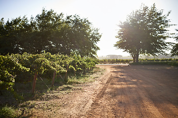 Image showing Vineyard, trees and sustainable environment in outdoors, agriculture and spring on farm or ecology. Rural road, outside and peace or calm in countryside, landscape and traveling on mockup space