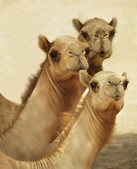 Image showing Portrait, camels and group travel in desert together in nature, summer and heat on journey outdoor with sand. Animals, mammal and face of wildlife in Sahara for tourism or dromedary at zoo in Egypt