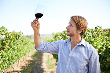 Image showing Man, farmer and vineyard with glass of wine for quality control, agriculture and sustainable winery. Vintage, red drink and nature in New Zealand, grape fields and small business for organic alcohol