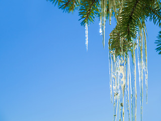 Image showing Tree, icicle and leaves in winter nature with blue sky background and environment closeup. Garden, ice and leaf outdoor in forest, park or woods with snow on evergreen plants and natural detail