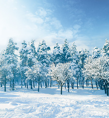 Image showing Trees, nature and snow in winter as landscape in Swiss Alps or vacation in mountains for holiday, explore or adventure. Woods, environment and cold weather or ice plants or forest, freezing or travel