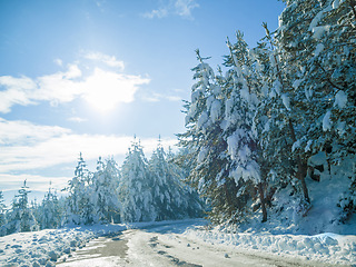 Image showing Snow, forest and winter environment or mountain path in Canada for explore nature, cold weather or vacation. Woods, trees and frozen ice or outdoor road for holiday journey, blue sky or adventure